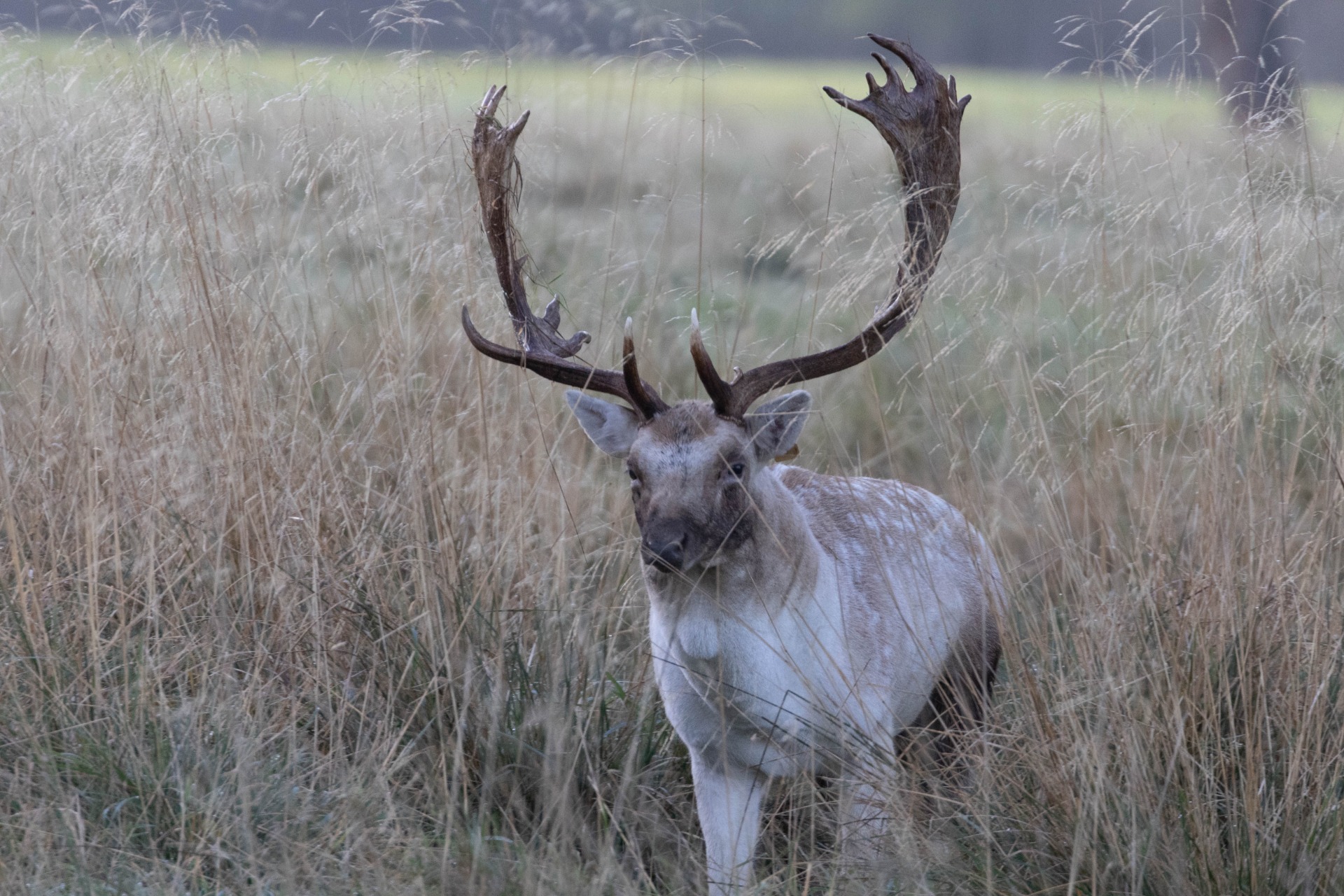 Fallow Buck